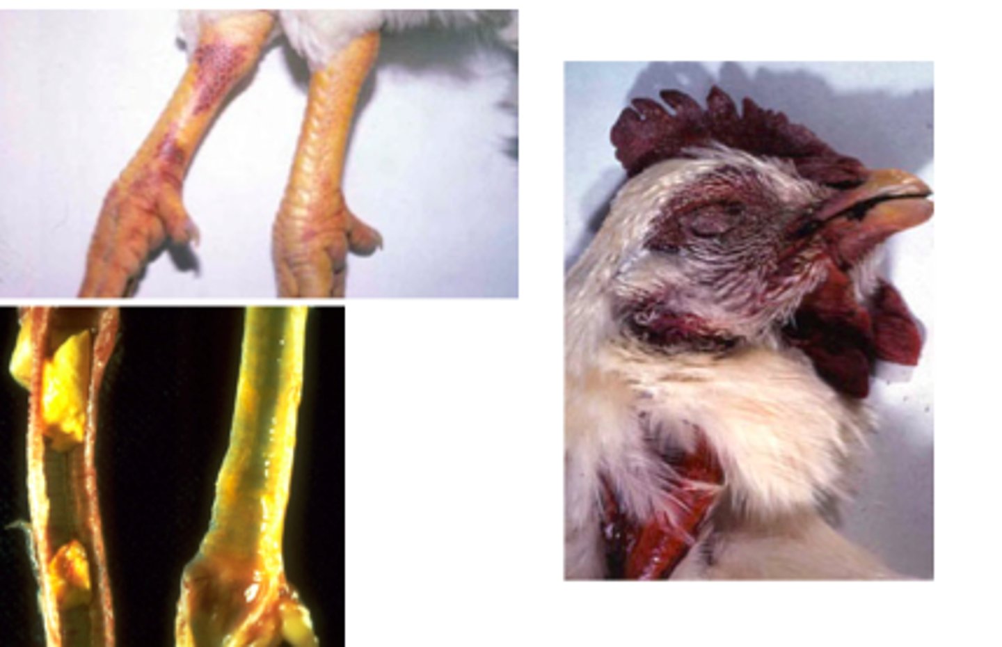 <p>Avian influenza virus</p>