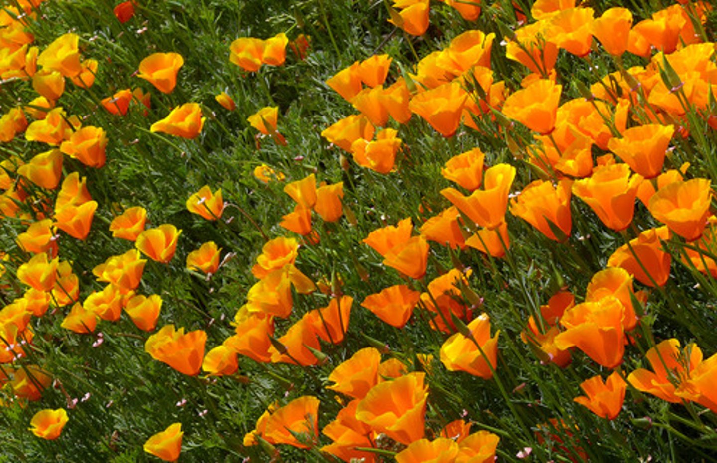 <p>Eschscholzia californica (grassland)</p><p>Leaves: Finely divided, gray-green.</p><p>Flowers: Bright orange, cup-shaped.</p>