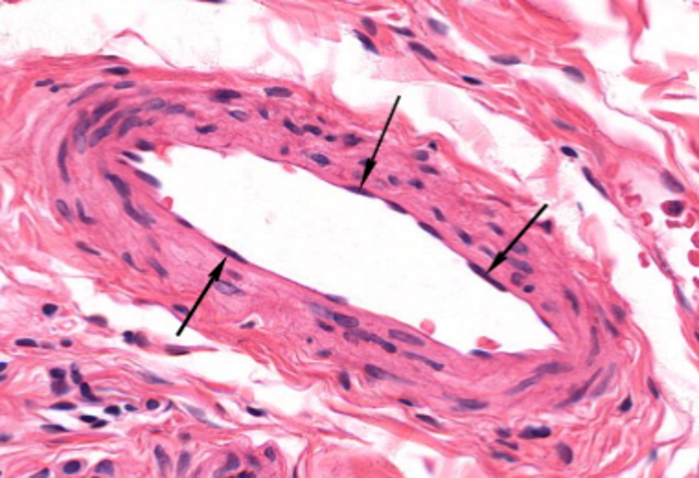<p>blood vessels of the bile duct</p>