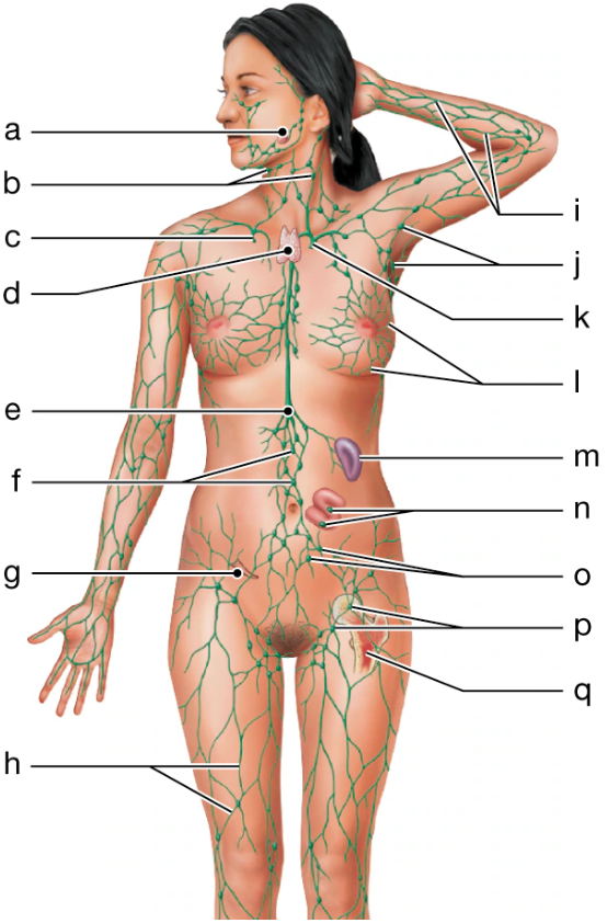 <p>i</p>