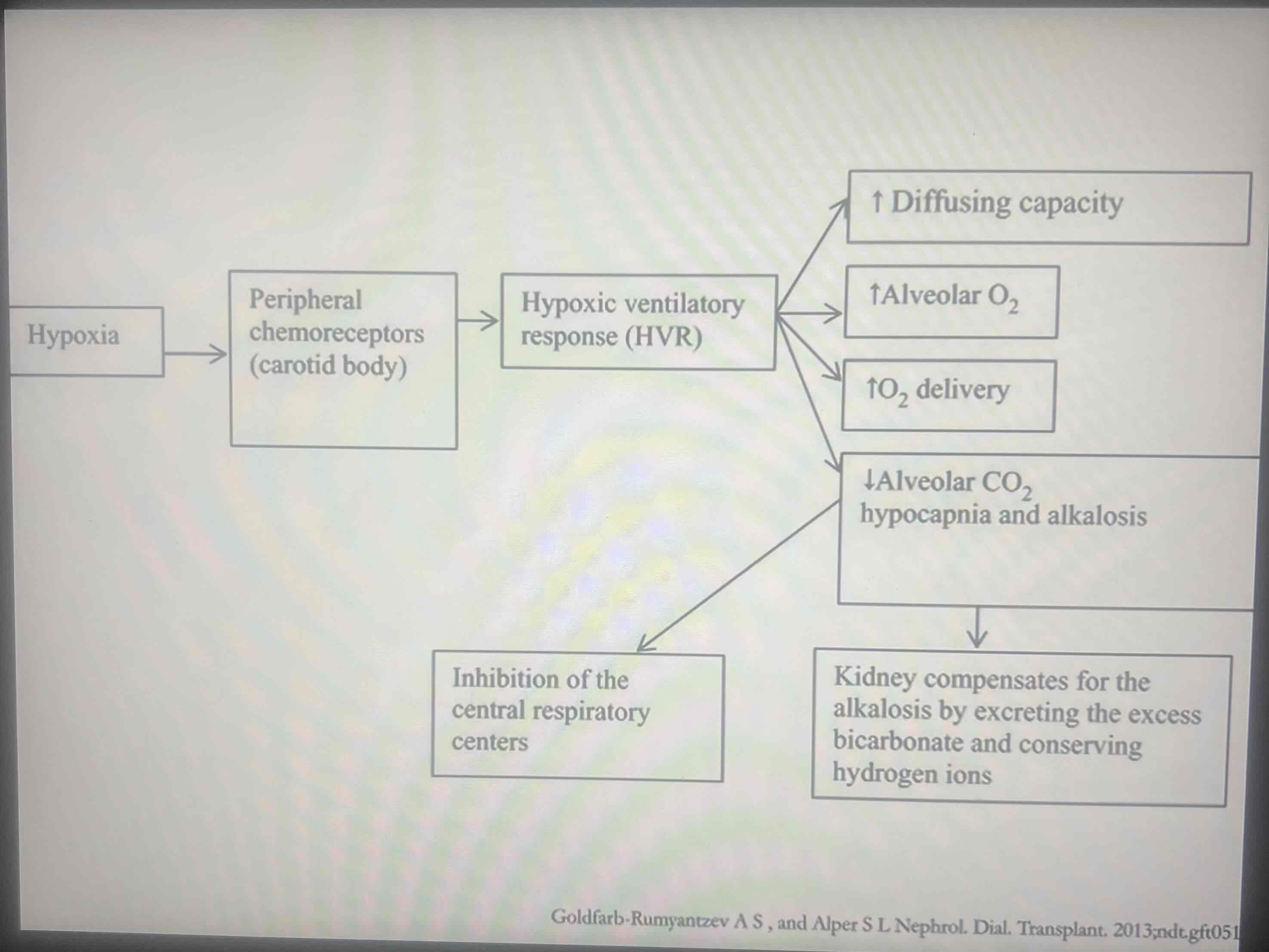 <p>Conditions of hypoxia</p>