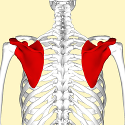 <p>back part of shoulder</p>