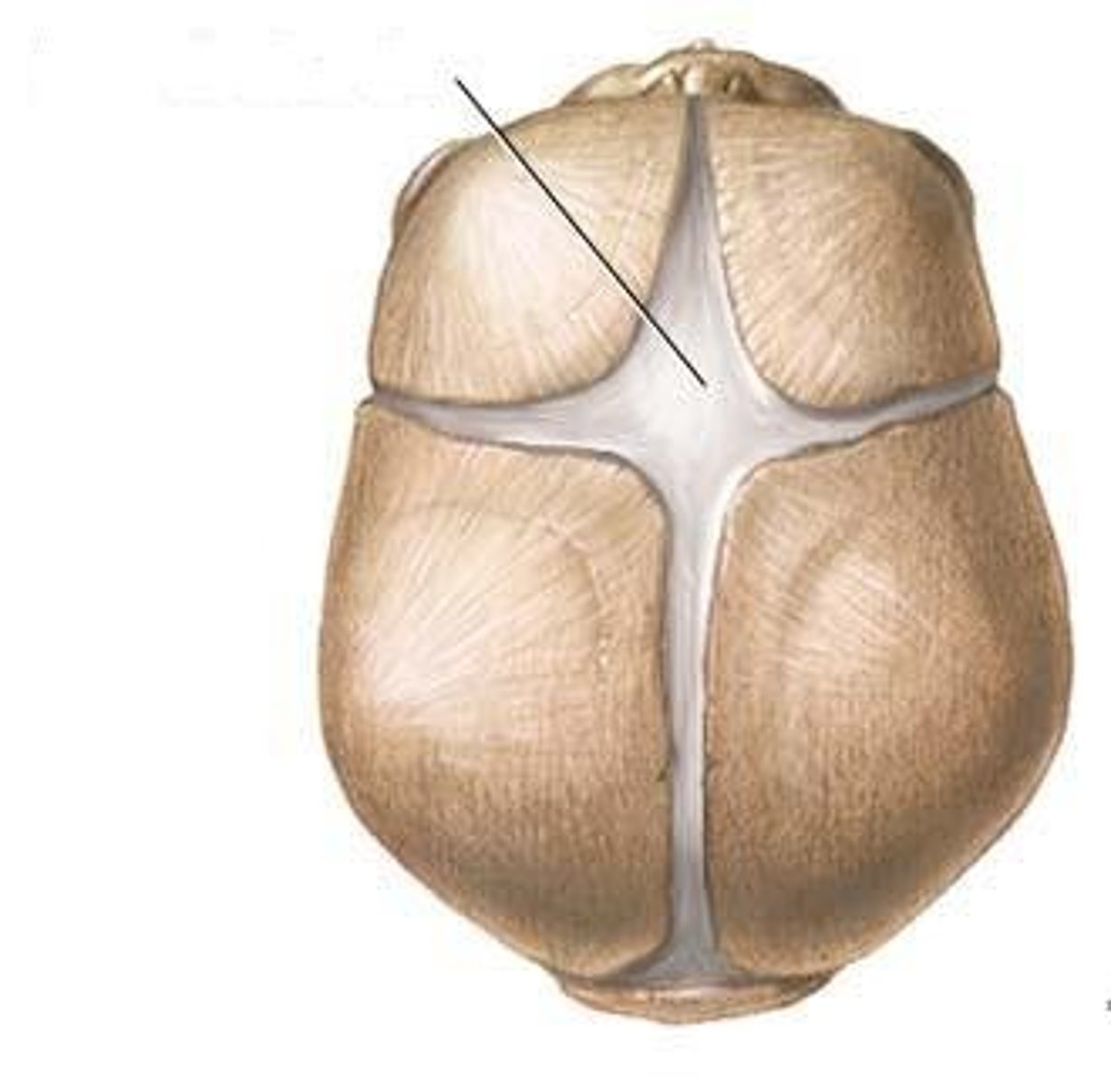 <p>Areas of fibrous membranes; completely ossify (become bone) by the time the child is 1.5-2 years old</p>