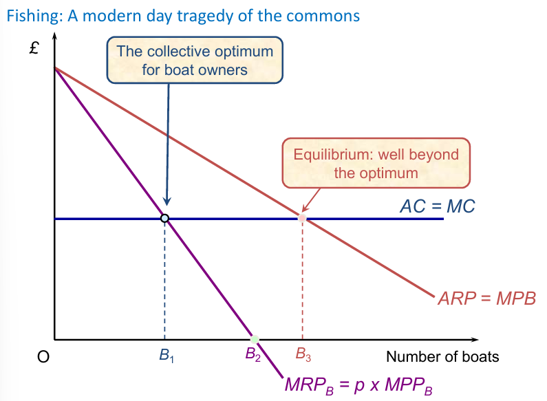 <p>Explanation of the diagram for the Tragedy of the Commons (fishing)</p>