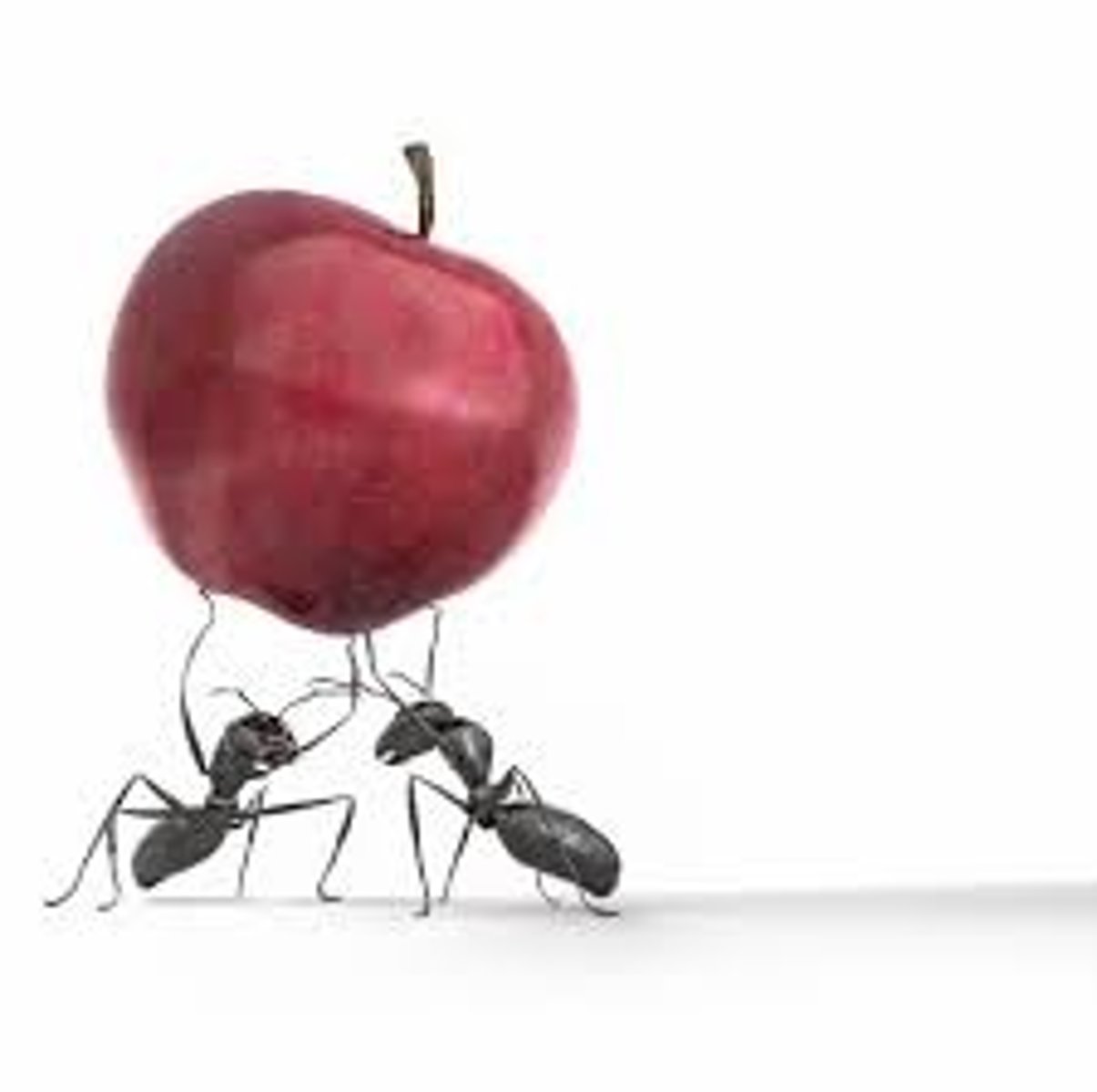<p>hard worker</p>