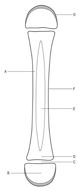 <p>Anatomy of the long bone</p>