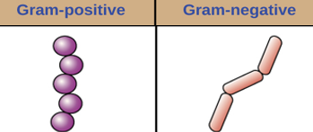 <p><strong>Safranin </strong>- Counterstain allows dye adherence to gram-negative cells </p><p><strong>Cell effects</strong> - Gram-positive cells remain purple or blue. Gram-negative cells appear pink or red. </p>