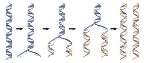 <p>Why is the replication process considered <mark data-color="yellow">semi-conservative</mark>?</p>