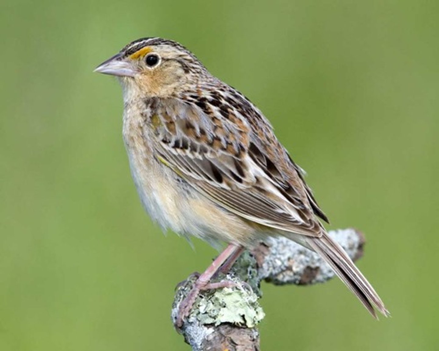 <p>Passerellidae</p>