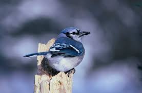 <p>meaning resembling or characteristic of a bird; sometimes used to describe someone acting lively or flighty.<br></p>