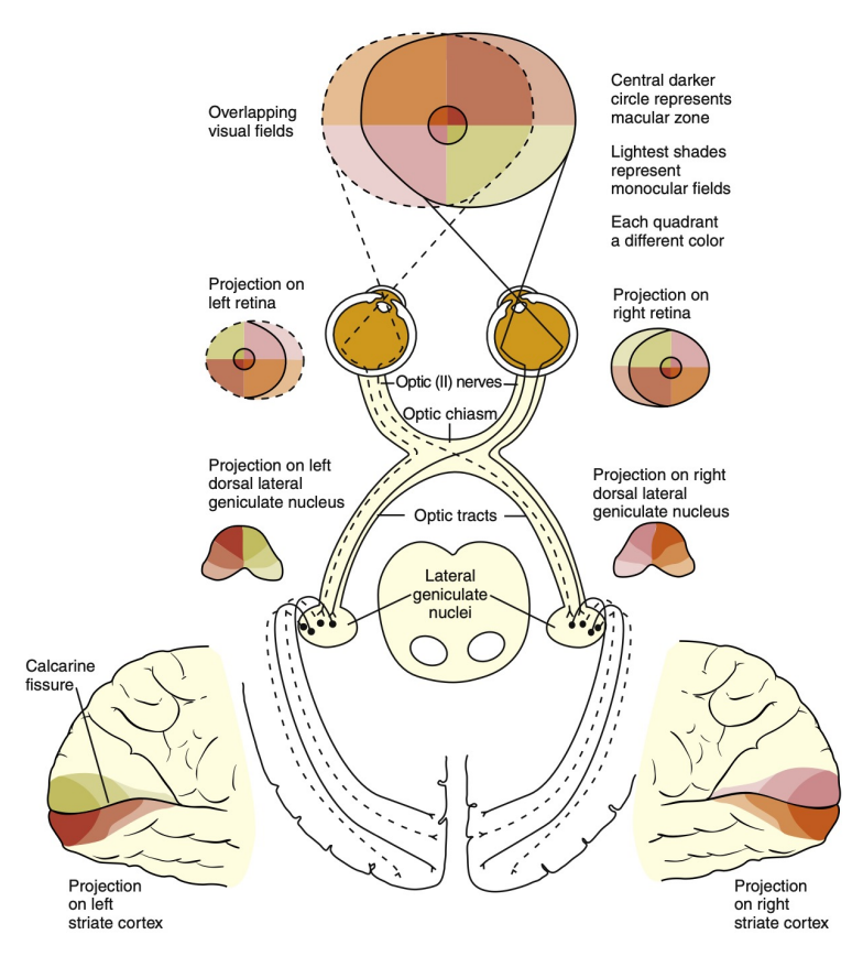 <p>Optic Disc (Optic Nerve Head) </p><p>Optic Nerve (CN II) </p><p>Optic Chiasm </p><p>Optic Tract (one large axon from disc → tract)</p><p>Lateral Geniculate Nucleus (LGN) - 1st synapse</p><p>Optic Radiations </p><p>Striate Complex (visual cortex)</p>