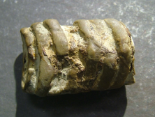 <p>Cephalopods, Orthoceras</p>