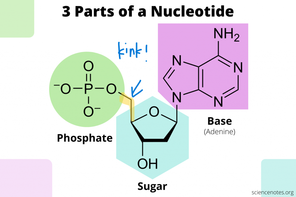 <ol><li><p>pentose/5-carbon sugar (DNA: deoxyribose sugar, RNA: ribose sugar)</p></li><li><p>nitrogenous base (DNA: A=T, C- - -G) (RNA: A=U, C- - -G)</p></li><li><p>phosphate group</p></li></ol><p></p>