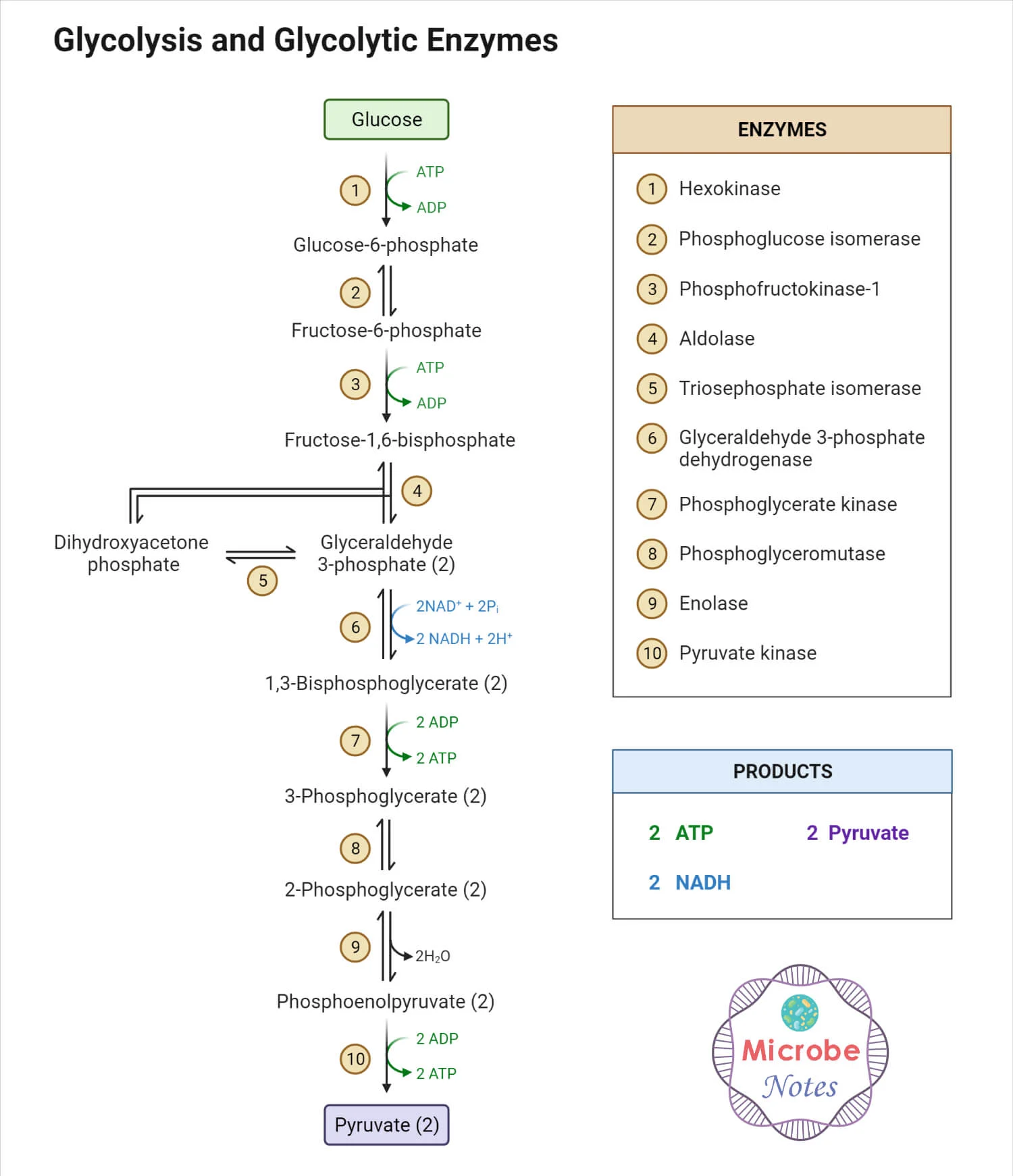 <ul><li><p><span style="font-family: Times New Roman, serif">Doesn’t occur in the mitochondria</span></p></li></ul><p><span style="font-family: Times New Roman, serif">Glycolysis: universal energy releasing pathway</span></p><ul><li><p><span style="font-family: Times New Roman, serif">Greek: splitting of sugar</span></p></li><li><p><span style="font-family: Times New Roman, serif">First step in oxidation of glucose</span></p></li><li><p><span style="font-family: Times New Roman, serif">Occurs in the cell cytoplasm</span></p><ul><li><p><span style="font-family: Times New Roman, serif">Everything has cytoplasm rather than mitochondria</span></p></li></ul></li><li><p><span style="font-family: Times New Roman, serif">Oxygen not required</span></p></li><li><p><span style="font-family: Times New Roman, serif">Inputs</span></p><ul><li><p><span style="font-family: Times New Roman, serif">1 glucose</span></p></li><li><p><span style="font-family: Times New Roman, serif">2 NAD+</span></p></li><li><p><span style="font-family: Times New Roman, serif">2 ATP</span></p></li></ul></li><li><p><span style="font-family: Times New Roman, serif">Products</span></p><ul><li><p><span style="font-family: Times New Roman, serif">2 ATP (NET)</span></p></li><li><p><span style="font-family: Times New Roman, serif">2 NADH and 2 H+</span></p></li><li><p><span style="font-family: Times New Roman, serif">2 pyruvate</span></p></li></ul></li><li><p><span style="font-family: Times New Roman, serif">Glucose goes in; pyruvate goes out</span></p></li></ul>