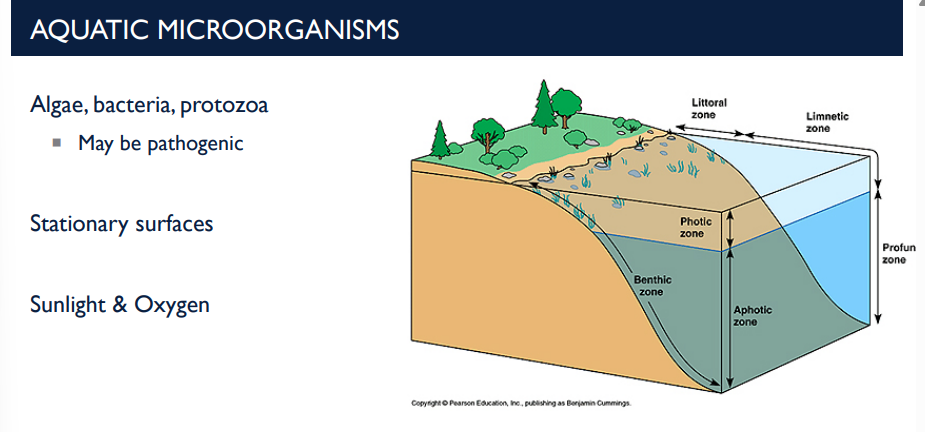 <p>What are aquatic microorganisms and their characteristics?</p>