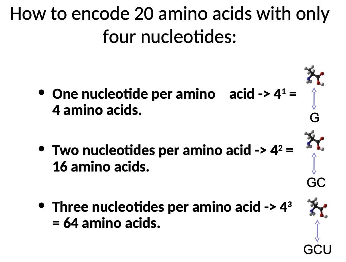 <p>Making of Amino Acids</p><ul><li><p>cannot be a 1 nucleotide per amino acid correspondence, would only make 4 amino acids (4^1)</p></li><li><p>cannot be a 2 nucleotide per amino acid correspondence, would only make 16 amino acids (4^2)</p></li><li><p>has to be a 3 nucleotide per amino acid correspondence, to make 64 amino acids (4^3)</p></li></ul>