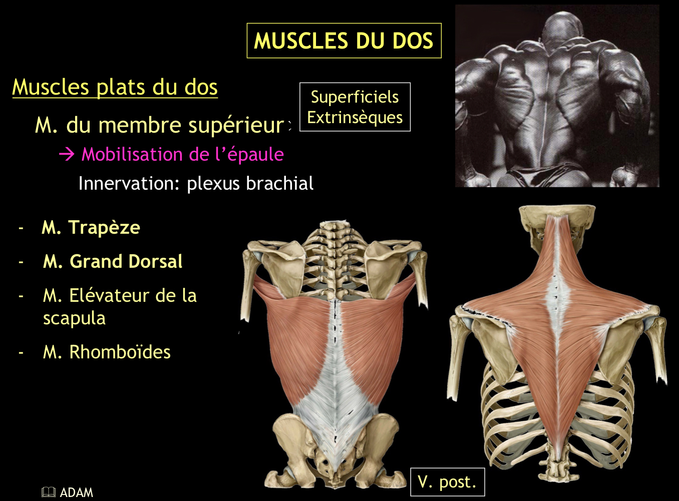 <p>→ Ils attirent l’épaule médialement et légèrement en arrière</p>