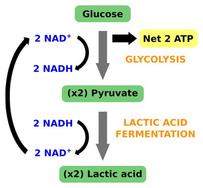 <p>Pyruvate turns into lactic acid and 2 NADH go into the reaction and 2 NAD+ come out</p><p></p><p>Product:</p><ul><li><p>2 lactic acid</p></li></ul><ul><li><p>2 NAD+</p></li><li><p>2 ATP (from glycolysis)</p></li></ul><p></p>