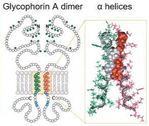 <p>transmembrane protein domain is a peptide sequence that is largely hydrophobic (uncharged) and spans across the plasma membrane</p><ul><li><p><strong>alpha helix</strong> is the most common protein structure element</p></li></ul><p></p>