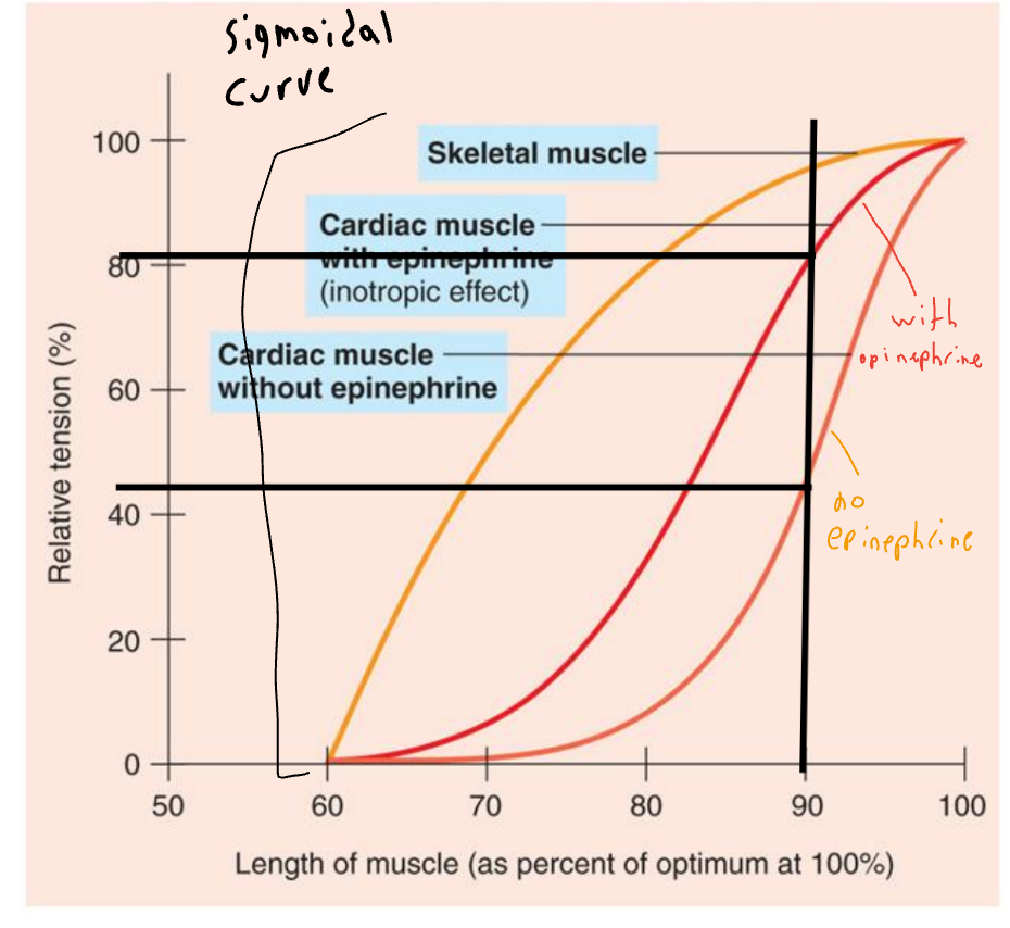 <ul><li><p>At any given EDV, contraction depends upon level of sympathoadrenal activity</p><ul><li><p>Norepinephrine and epinephrine produce an increase in HR and contraction (positive ionotropic effect)</p><ul><li><p>Due to increased Ca2+ in sarcomeres</p></li></ul></li></ul></li></ul><p></p>
