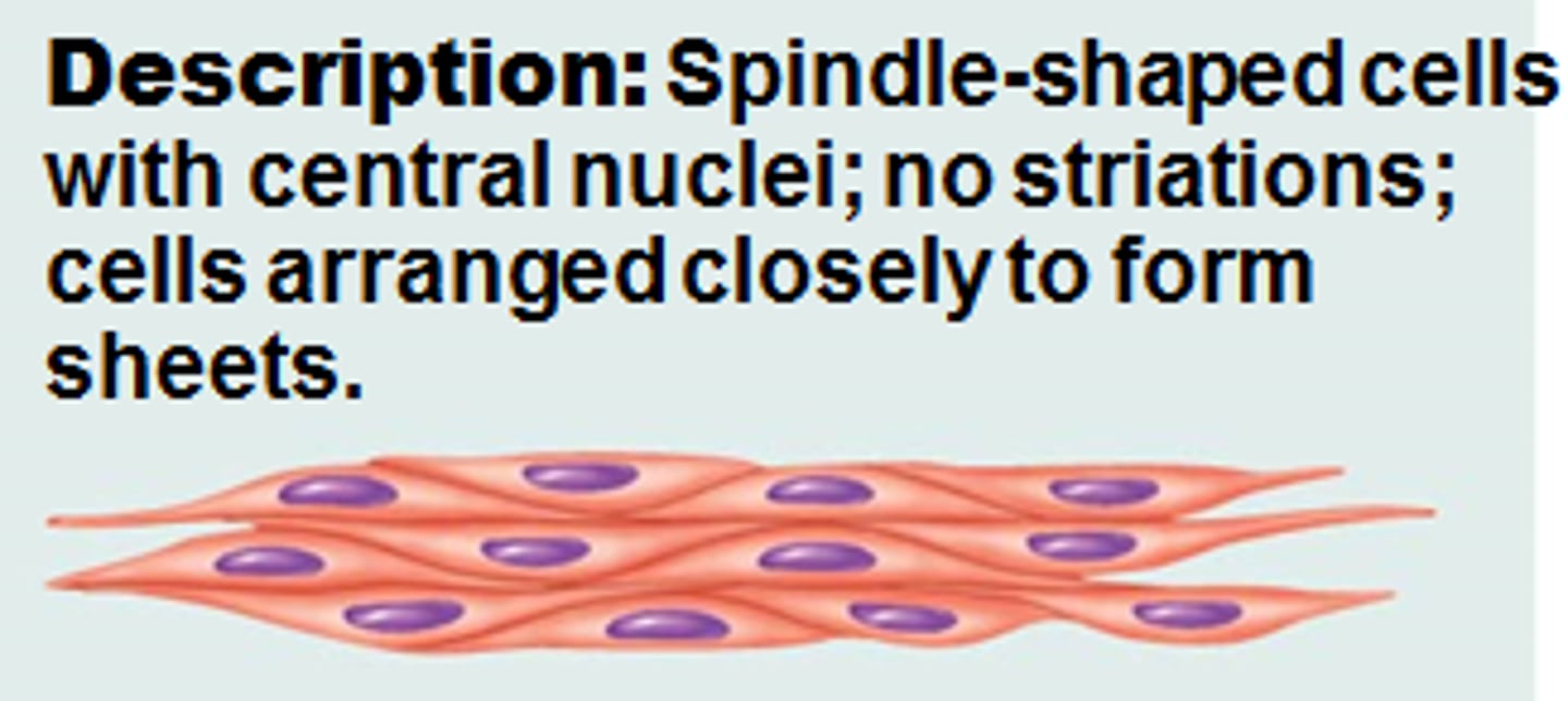 <p>spindle-shaped cells with central nuclei; no striations; cells arranged closely to form sheets</p>