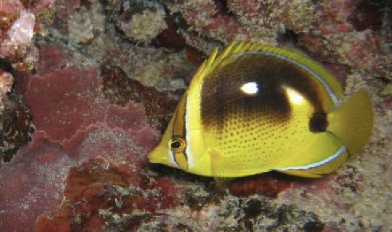 <p>Family Chaetodontidae</p>