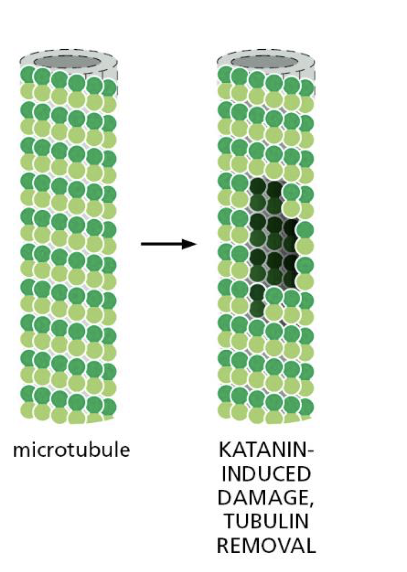 <p>severs microtubule filaments</p><ul><li><p>sits on wall of GDP tubulin and use ATP to extract tubulin subunit </p></li></ul><p></p>