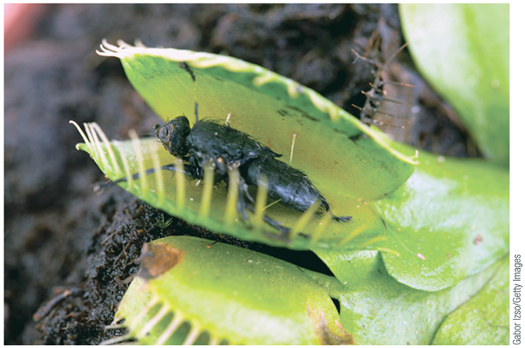 <p>explain how the venus fly trap works in regards to ion channels </p>