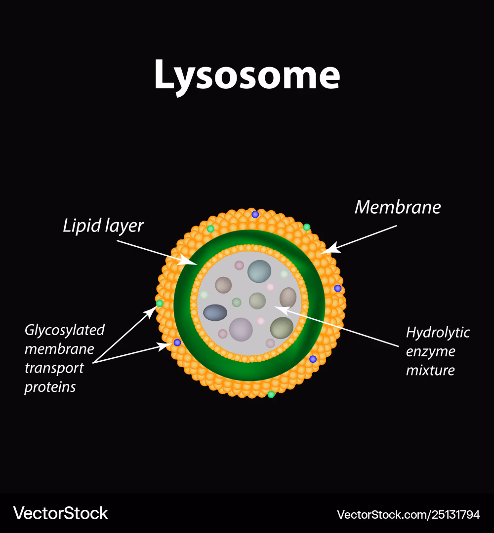 <p>Lysosome</p>