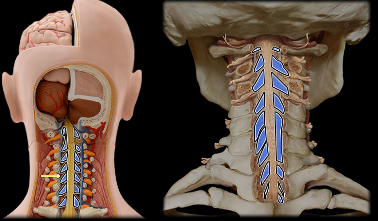 <p>Dorsal rootlets</p>
