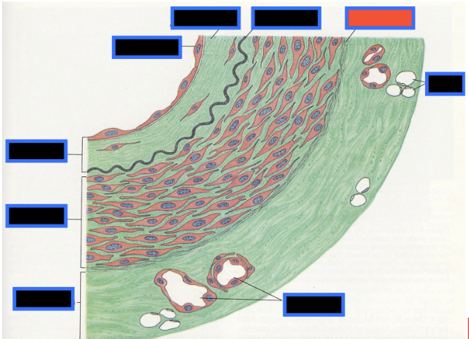 <p><span style="background-color: transparent; font-family: &quot;Times New Roman&quot;, serif;">What part of the Blood Vessel (in the red box) is this</span></p>