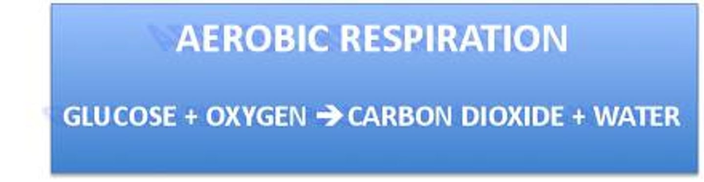<p>The process by which cells convert glucose and oxygen into energy, carbon dioxide, and water</p>