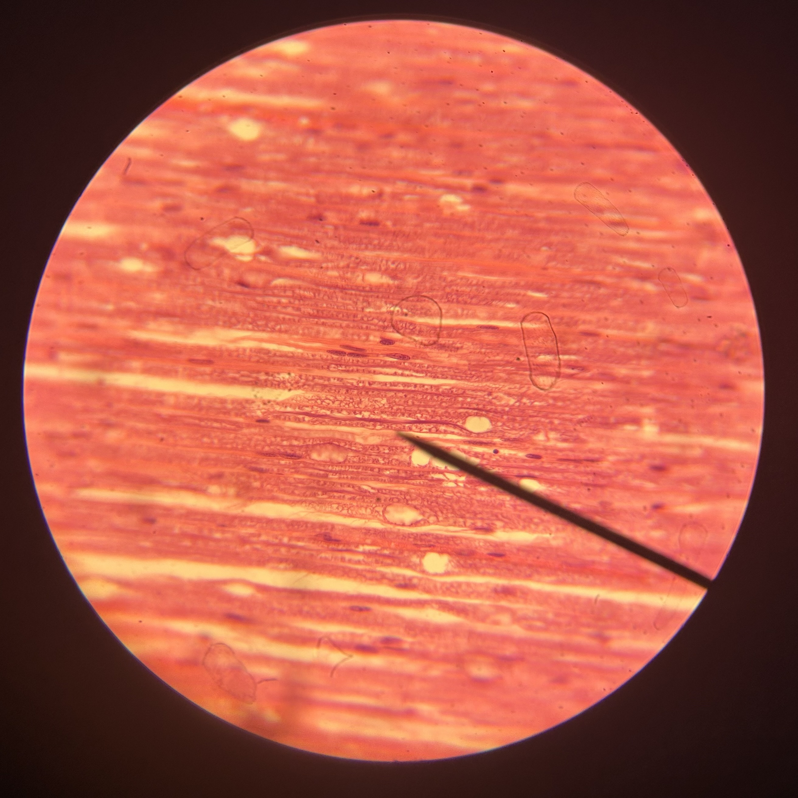 <p>What structure is shown?</p>