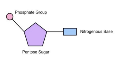 <p>make up backbone of DNA</p>