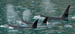 <p><em>Orcinus orca</em> - Orca/Killer Whale. </p><p>Order Cetartiodactyla, Infraorder Cetacea, Parvorder Odontoceti, Family Delphinidae. </p>