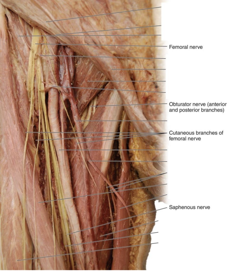 <ul><li><p>L2-3</p></li></ul><p></p>
