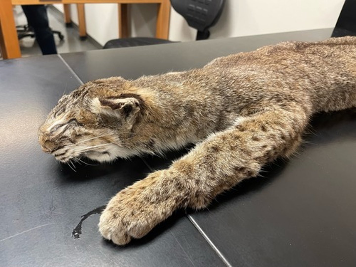 <p>Family: Felidae</p><p>Genus & Species: Lynx rufus</p>