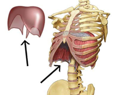 <p>prime mover of inspiration</p><ul><li><p>flattens on constriction</p></li><li><p>3 holes for the esophagus</p></li><li><p>nerve: phrenic nerve</p></li></ul>