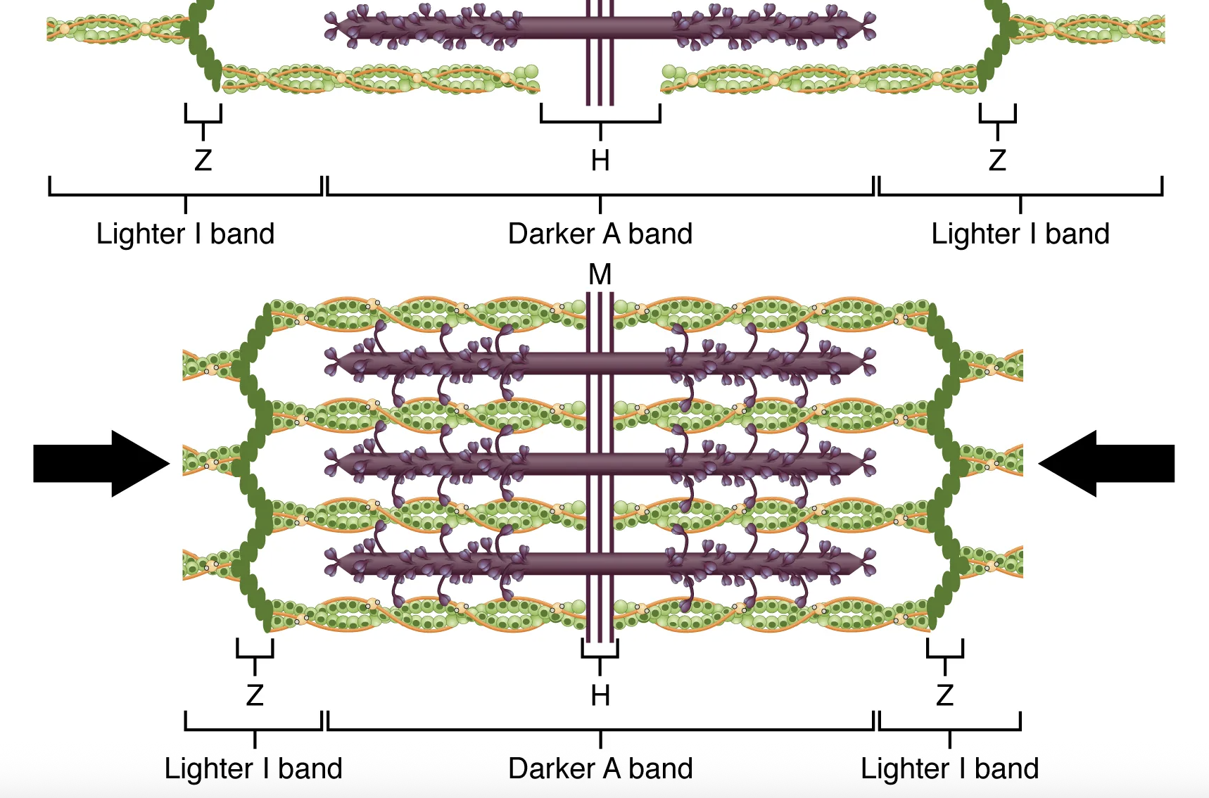 <p><span>Z lines; I band; A band</span></p>