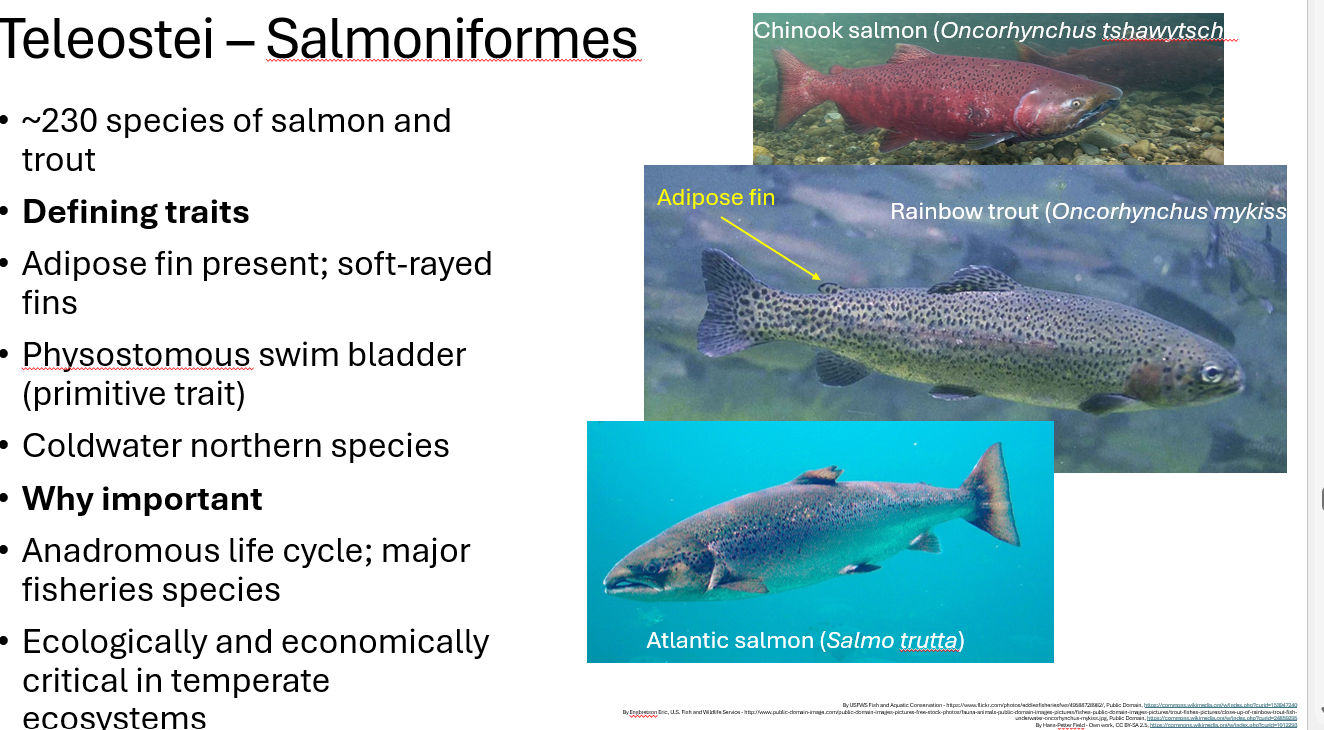 <p><span style="font-family: "Aptos Display";"><span>Salmoniformes traits (APCA)</span></span></p>