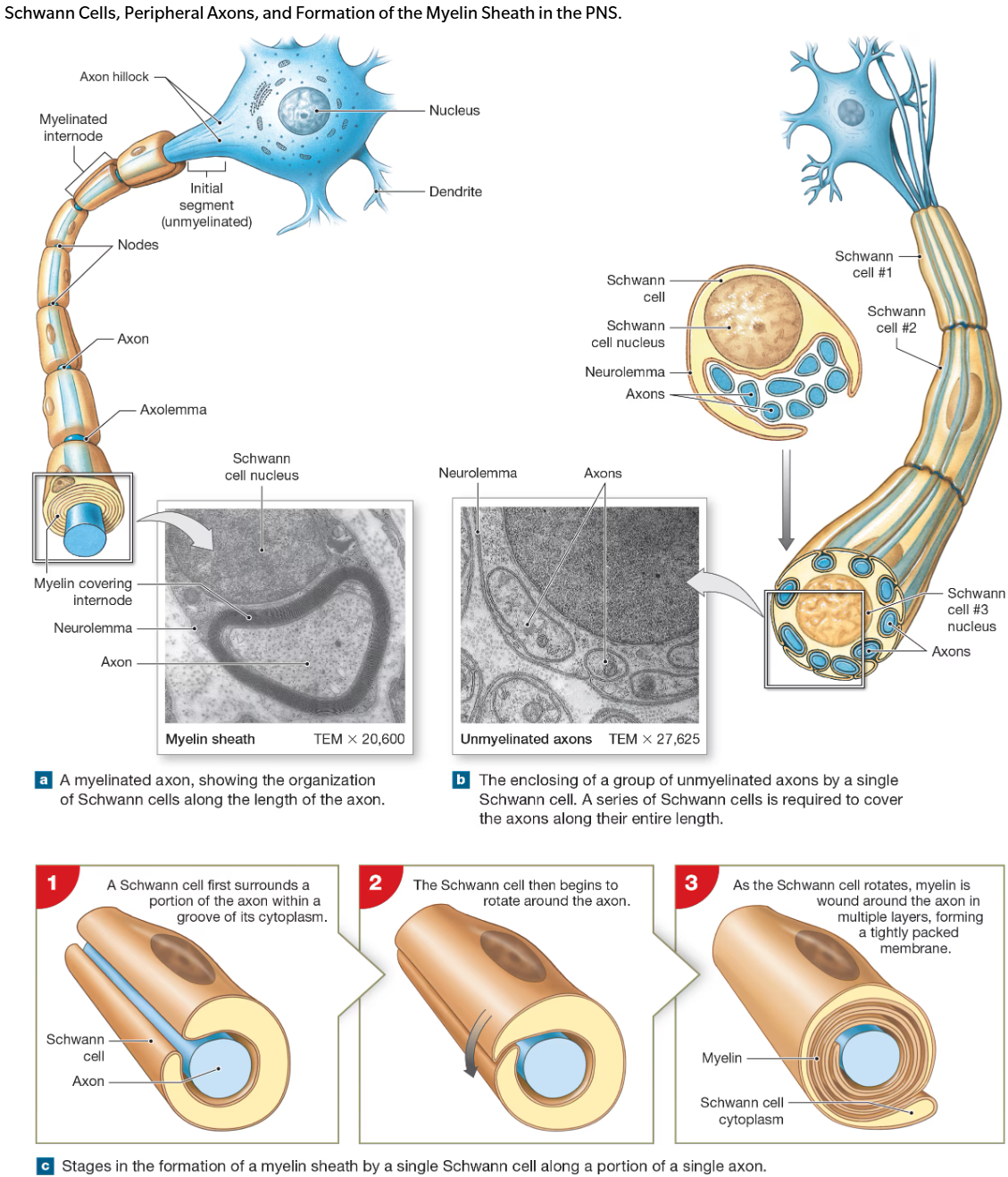<ul><li><p>wrap plasma membrane around axons</p></li><li><p>outer surface called neurolemma</p></li><li><p>each cell forms an individual myelinated internode</p></li></ul><p></p>