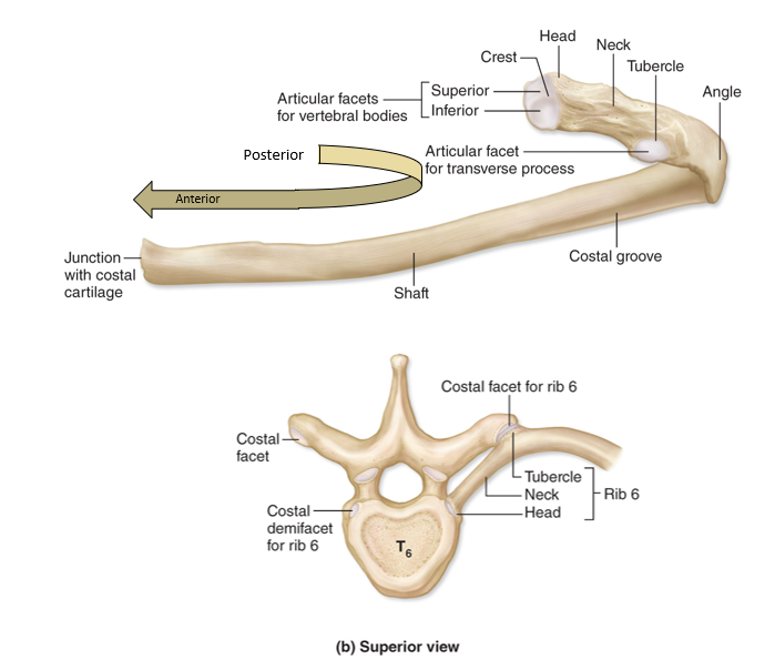 <p>-bowed flat bone</p><p>*Shaft *Head *Neck *Angle *Tubercle</p>