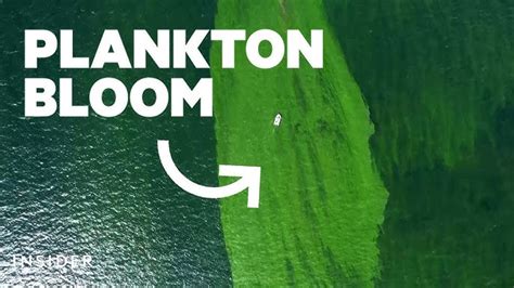 <p>What causes plankton blooms</p>