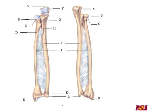 <p>(not lettered) what part of the ulna is under G?</p>