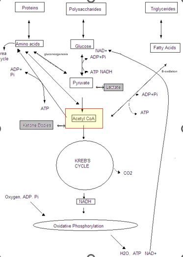 <ul><li><p>process of metabolism glucose into energy intermediaries that can enter into Krebs cycle and oxidative phosphorylation for ATP production</p><ul><li><p>Glu-6-phosphate → Pyruvate → Actyl CoA (which enter the krebs cycle)</p></li></ul></li></ul><p></p>