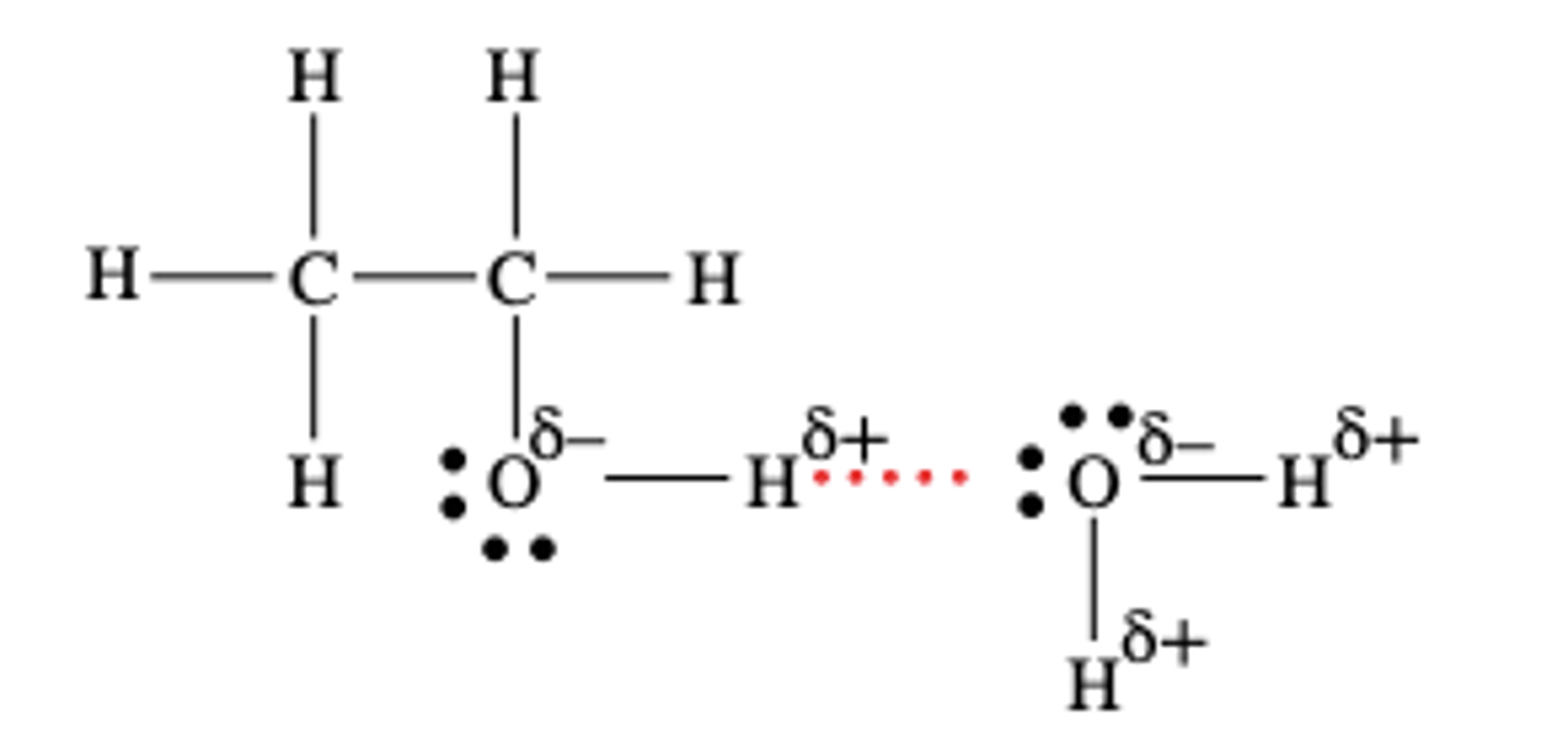 <p>Because the alcohol functional group can form hydrogen bonds with water molecules</p>