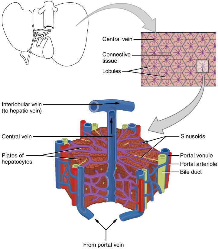 The liver’s functional unit that consist of hepatic cells that encircle a central vein and radiate outward 