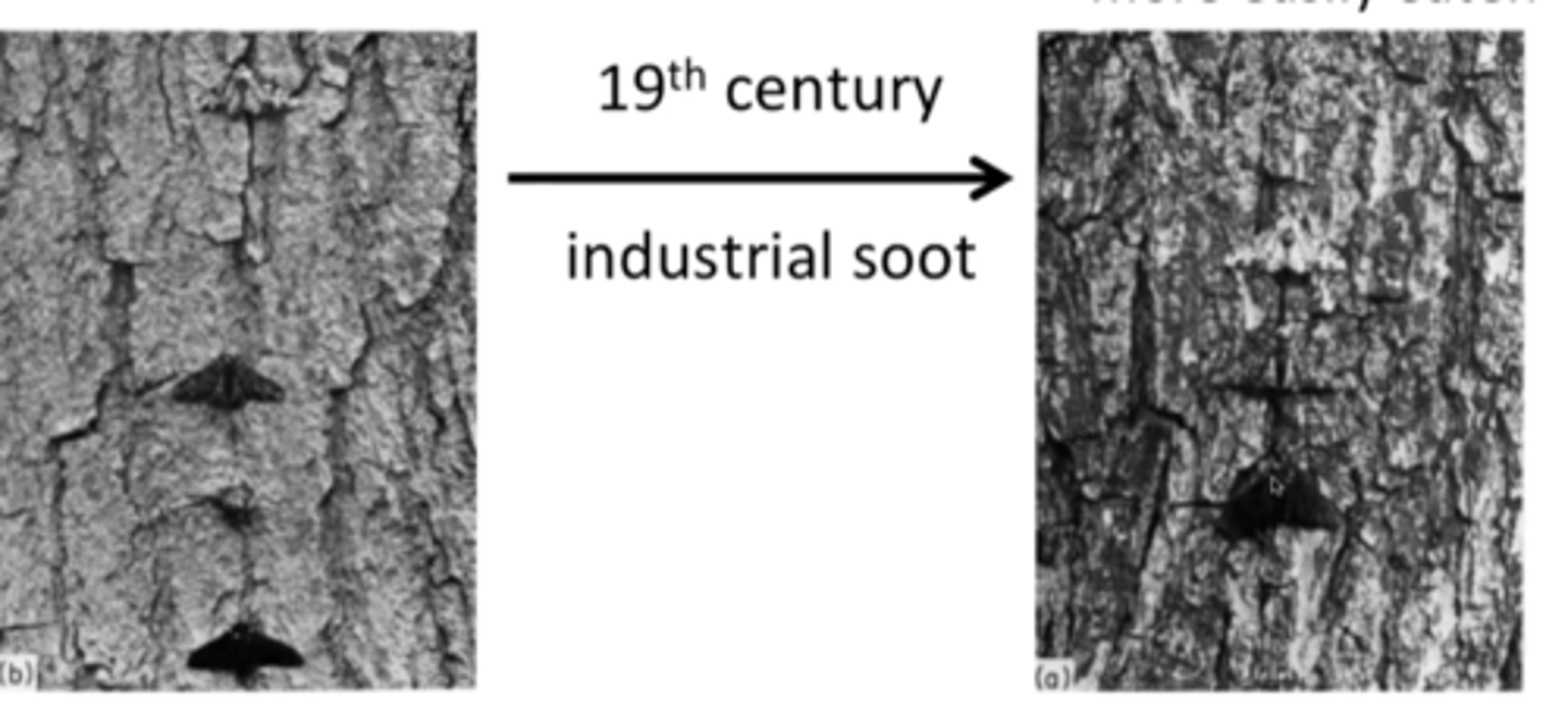 <p>before industrial revolution, light colored moths were better suited for their environment - after industrial revolution, dark colored moths were favored</p>