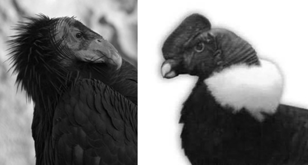 <p>Orden Cathartiformes</p>