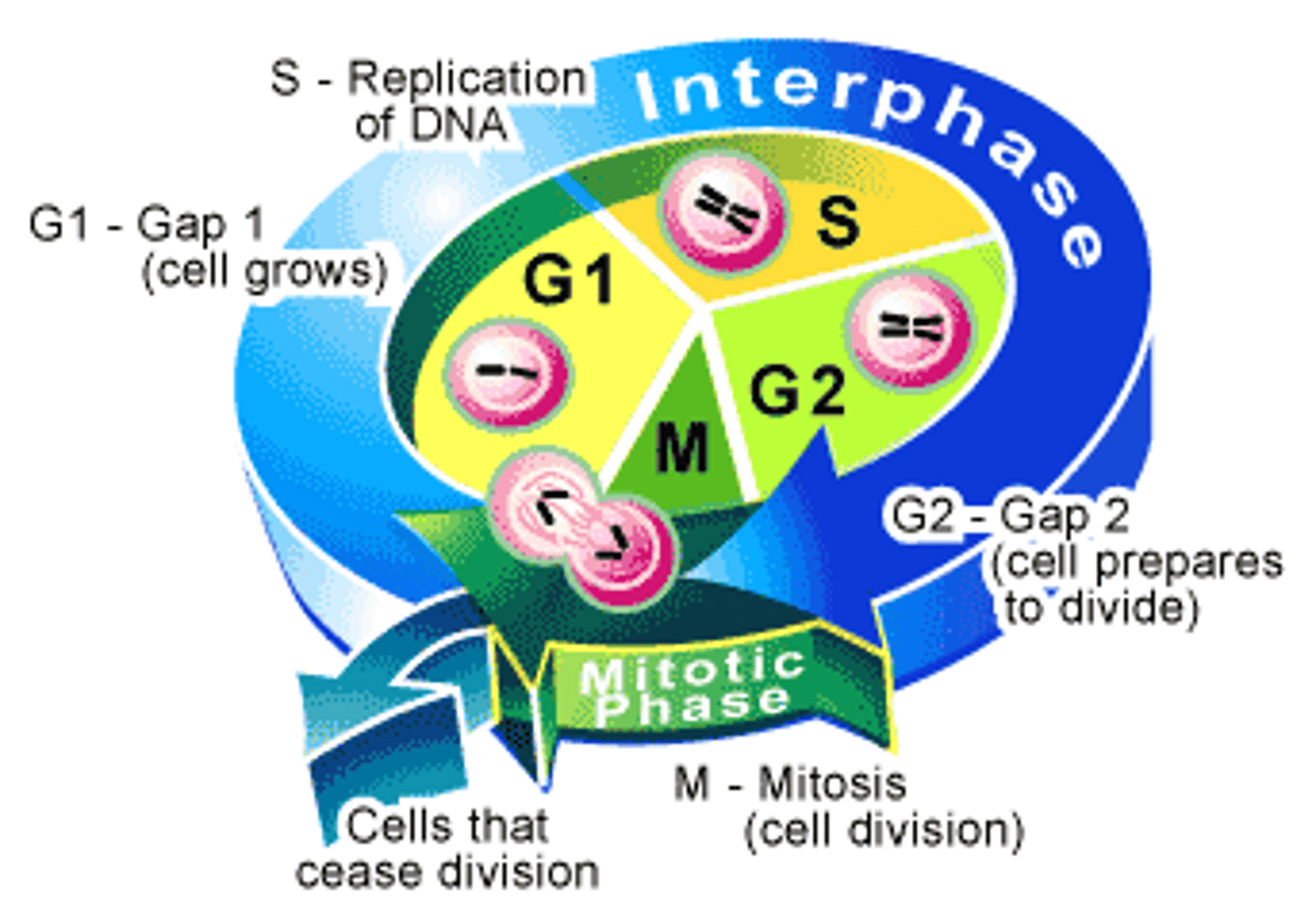 <p>G1 - The Growth Phase:<br>- The organelles (- DNA) are replicating<br>- The cell is also making cytoplasm so is getting bigger<br>- Enzymes for DNA replication are being made<br>- The cell can stay in G1 for a long time as having too many organelles isn't too disruptive for it but the cell can also move into a G0 phase</p>